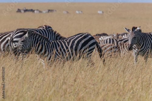 Zebra in Nature 