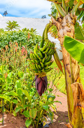 A banana tree (perennial) with fruits and blossom.