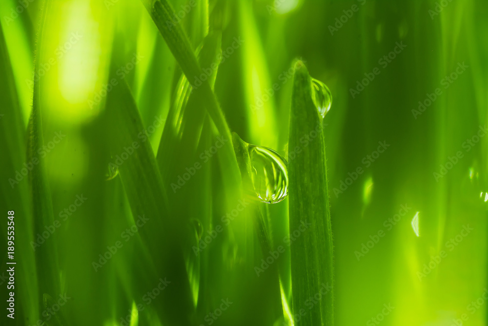 Fototapeta premium Close Up Dew water on the grass