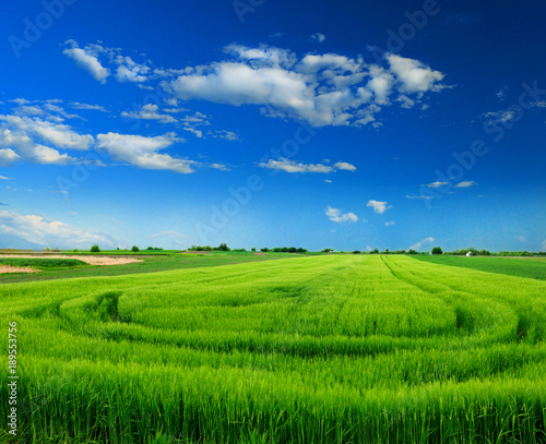 green wheat field