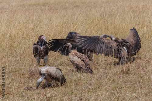 Vulture in Nature  photo