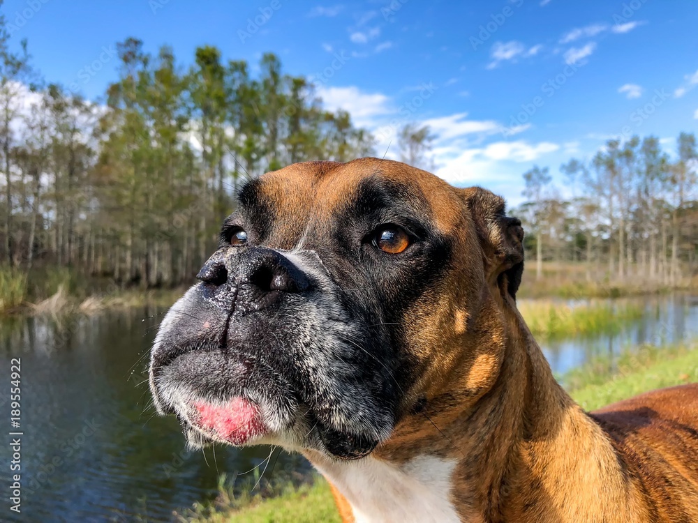 close-up view of boxer dog head