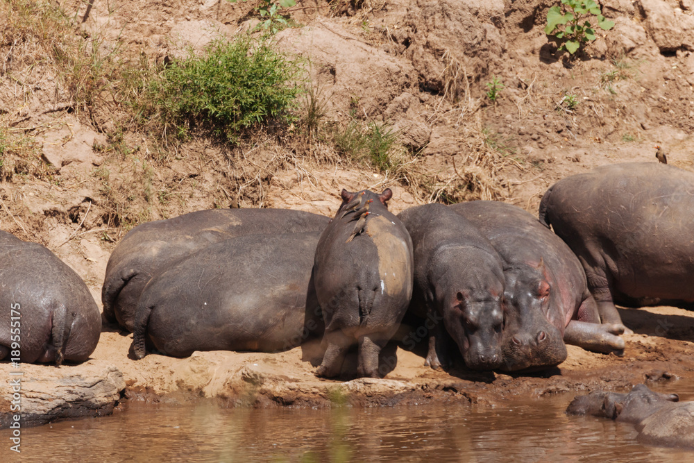 Fototapeta premium Hippopotamus in the Nature