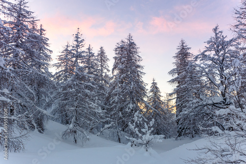 Winter landscape with fir trees © Kavita