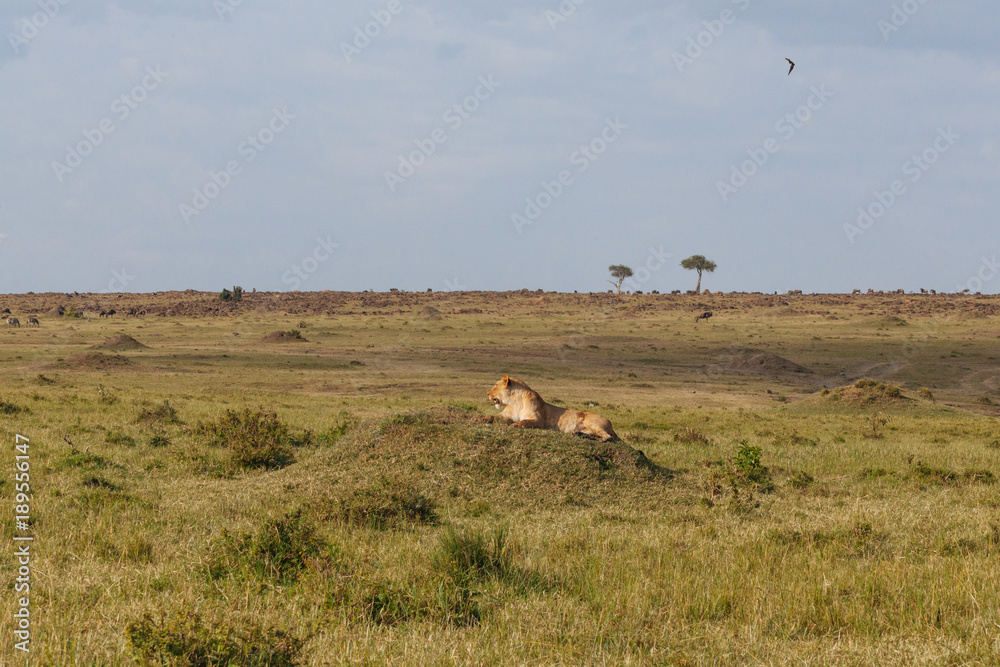 Naklejka premium Lion in Nature 