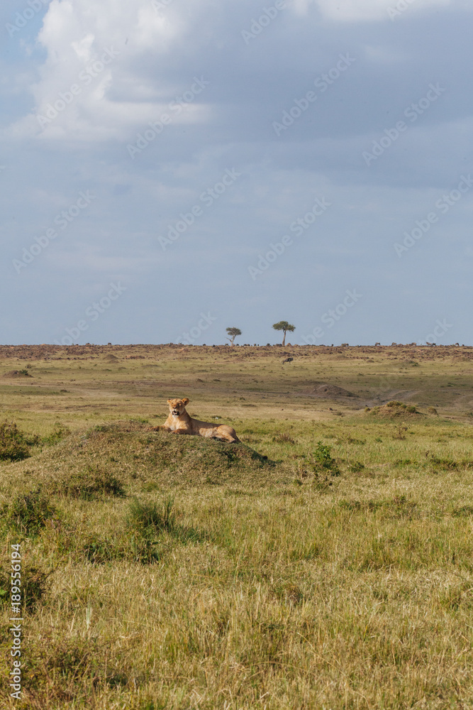 Fototapeta premium Lion in Nature
