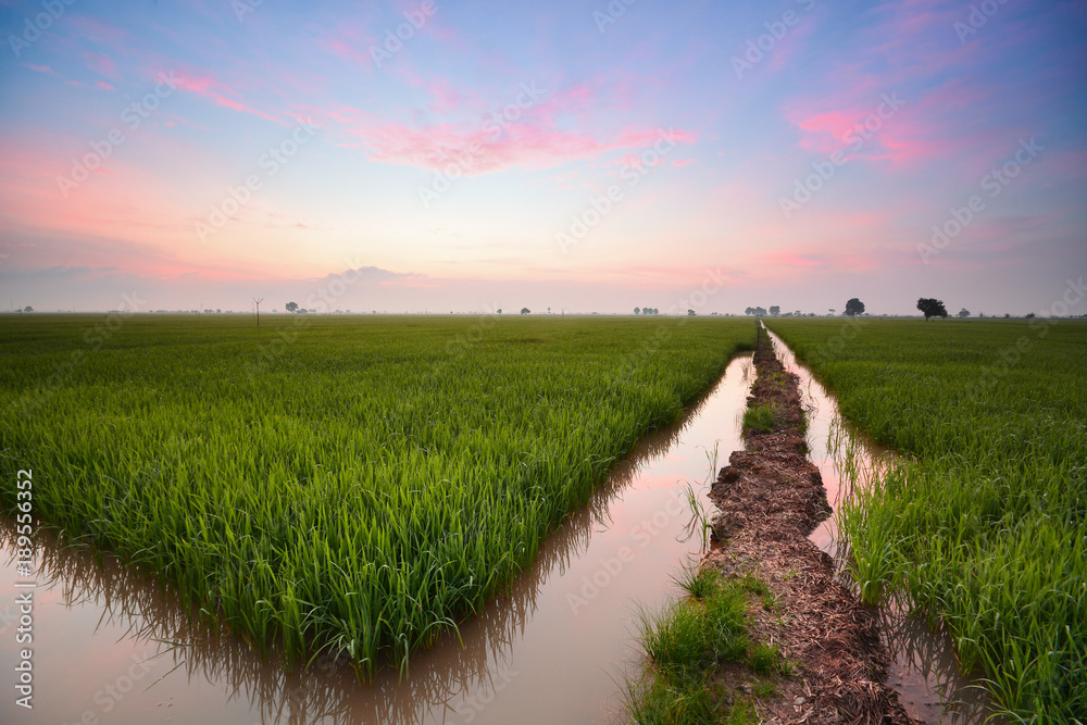 Obraz premium Blissful sunrise over the green field nature landscape.