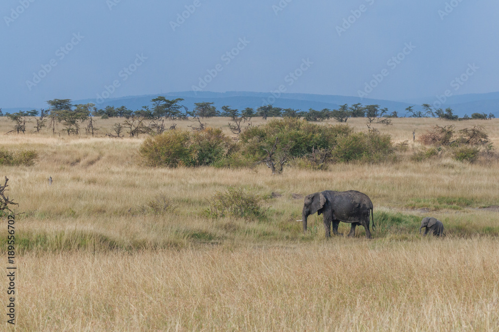 Fototapeta premium Elephant in Nature 