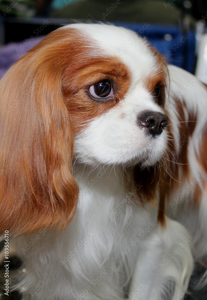 RED AND WHITE CAVALIER KING SPANIEL Photo | Adobe