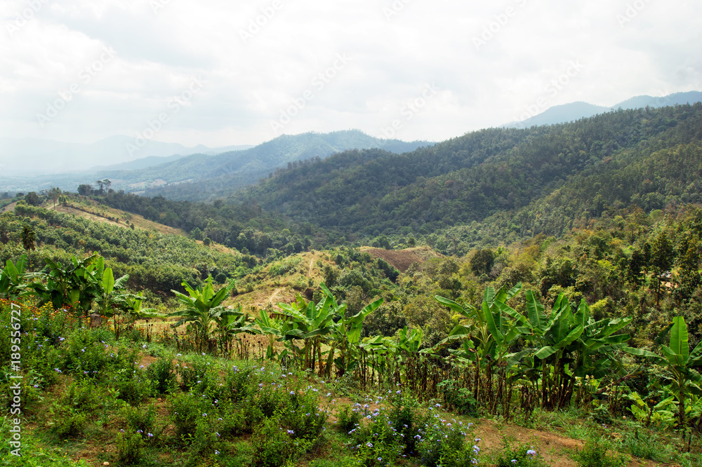 Scenic landscape on the mountains and palm trees. Yun Lai, Pai, Thailand.
