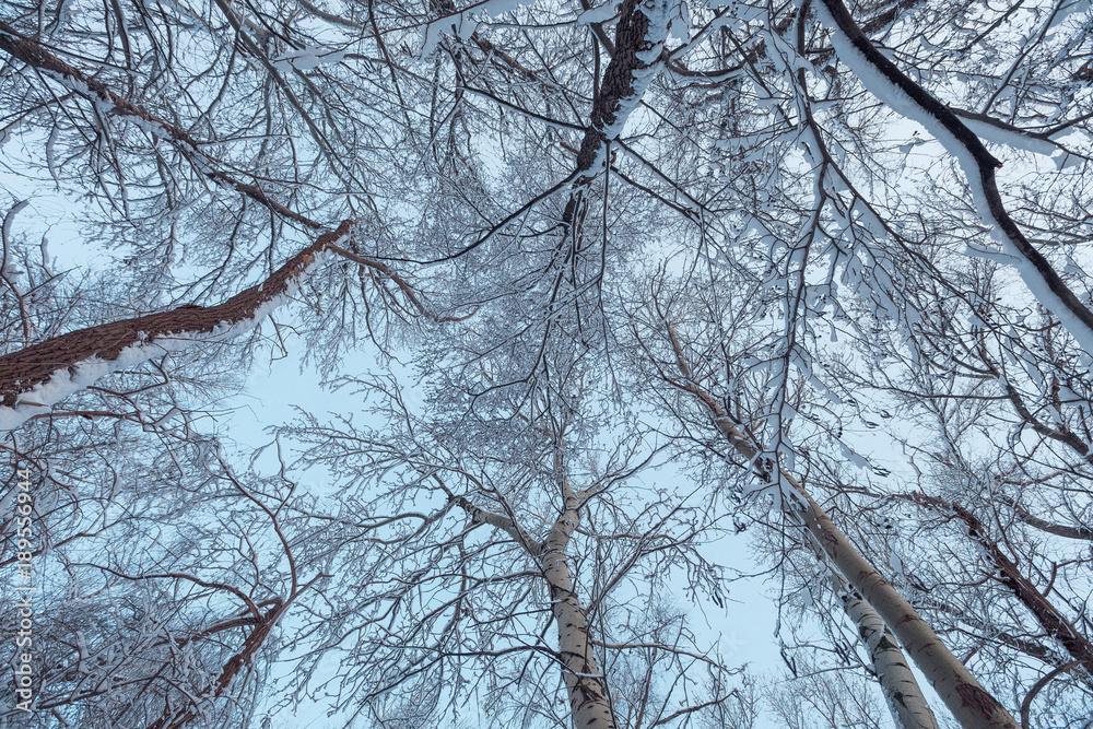 Obraz premium forest snow nature