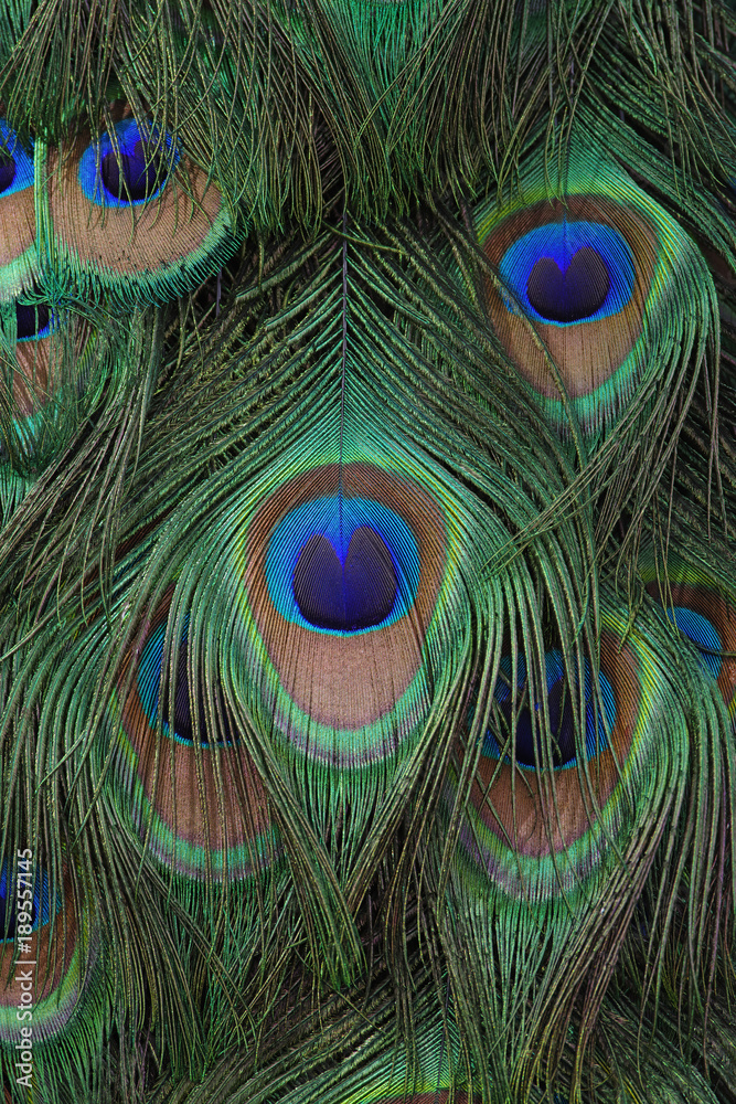 Fototapeta premium Peacock feathers background.