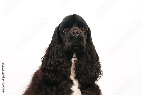 The portrait of a black American Cocker Spaniel dog posing indoors on a white background