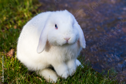 Horizontal photo of a white bunny rabbit with blue eyes sitting on green grass by a stream