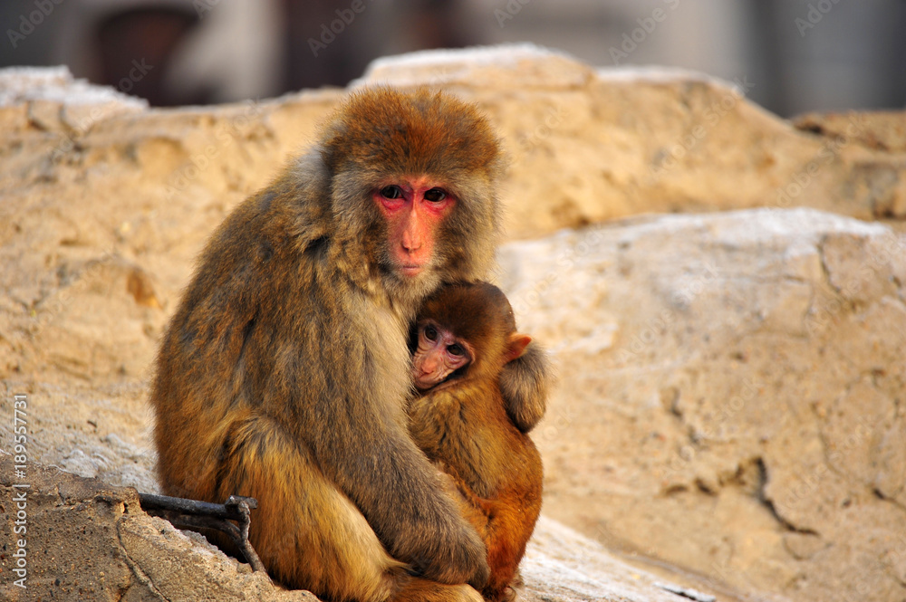 Fototapeta premium The monkey