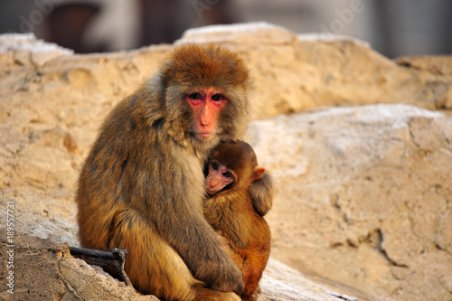 The monkey © qiujusong