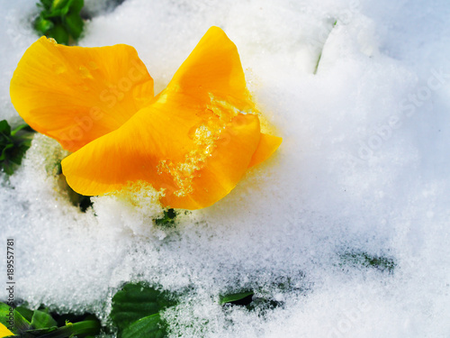Macro close up fresh winter small white powder snow ice grain field covering folding, blooming yellow wet pansy flower plant, green leaf bush with water drop attached, perspective top view background