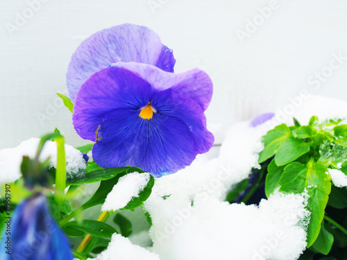 Macro close up fresh winter white snow ice grain covering blooming stacked petal, yellow pollen violet pansy flower plant, green leaf tree bush in front of grey wall, with blurred wither foreground