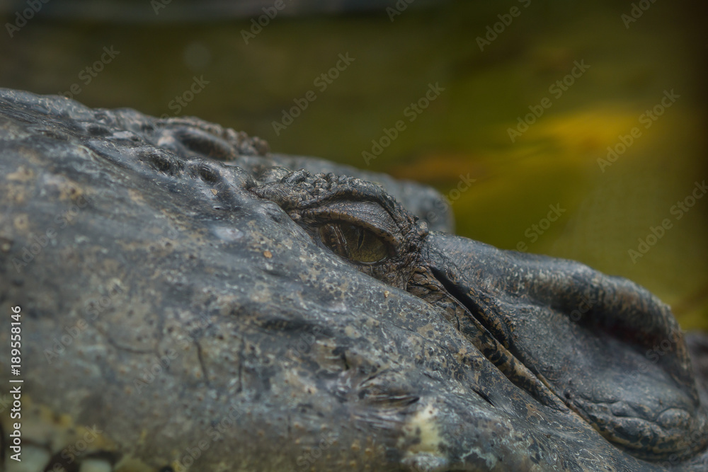crocodile. Alligator. Dangerous animal crocodile. Alligator. Dangerous animal