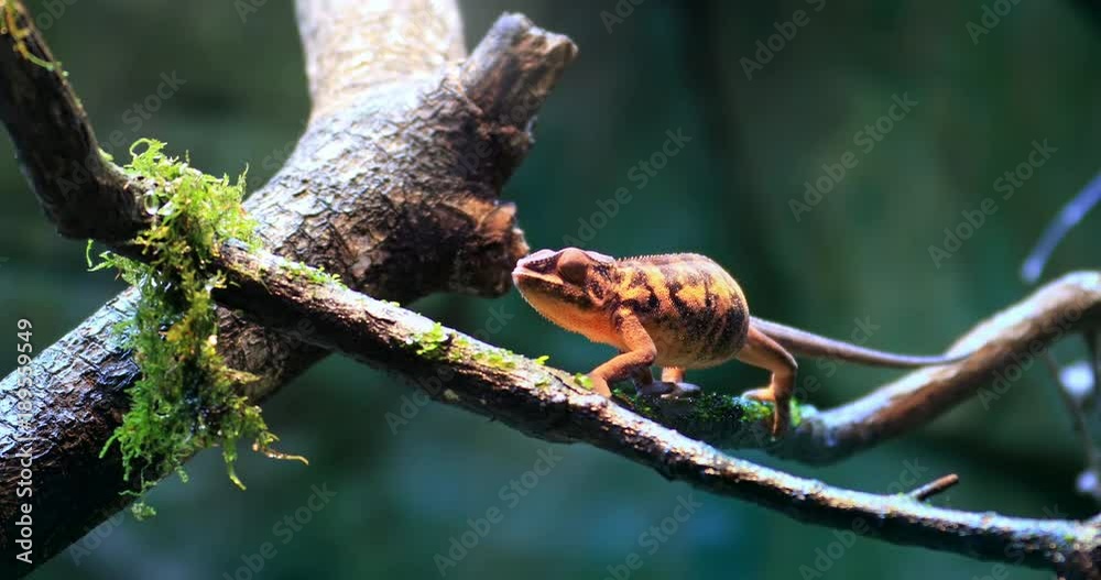 4K natural video of wild Chameleon lizard on branch in forest. Exotic reptile in natural habitat environment 4K natural video of wild Chameleon lizard on branch in forest. Exotic reptile in natural habitat environment