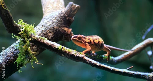 4K natural video of wild Chameleon lizard on branch in forest. Exotic reptile in natural habitat environment