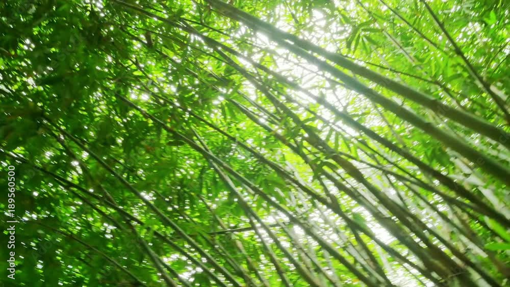 Camera view and bamboo forest canopy rotate and pivot, turn around POV video inside tropical vegetation Camera view and bamboo forest canopy rotate and pivot, turn around POV video inside tropical vegetation