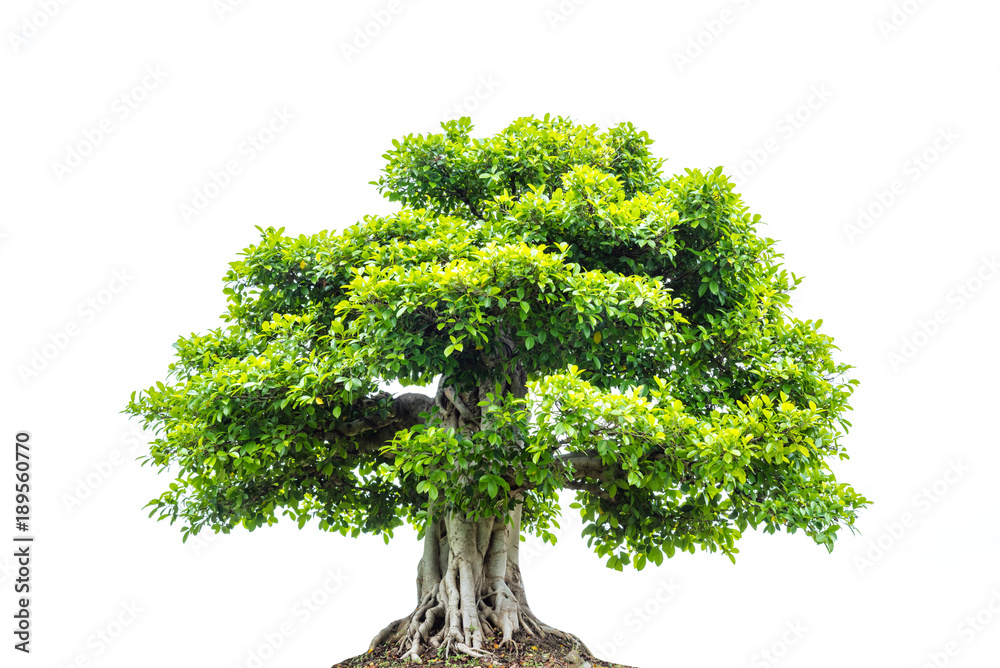 Obraz premium Wielkie drzewo z zielonymi liśćmi izolowanych na białym tle