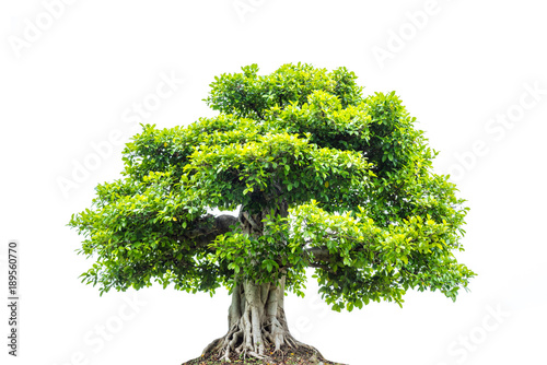 A big tree with green leaves isolated over white background