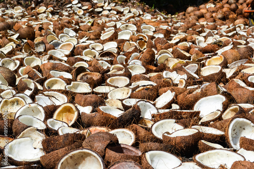 A farm full of coconut and shells photo