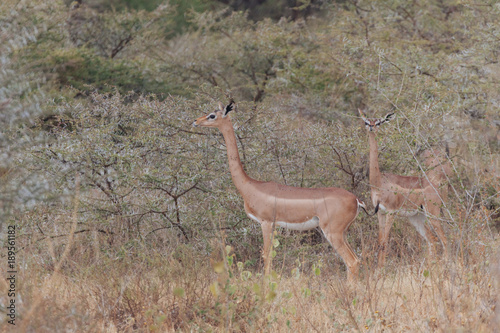 Springbok in Nature