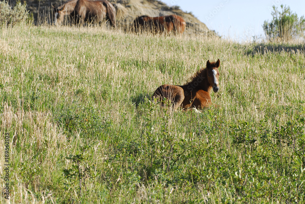 Wild Horses in Theodore Roosevelt National Park Wild Horses in Theodore Roosevelt National Park