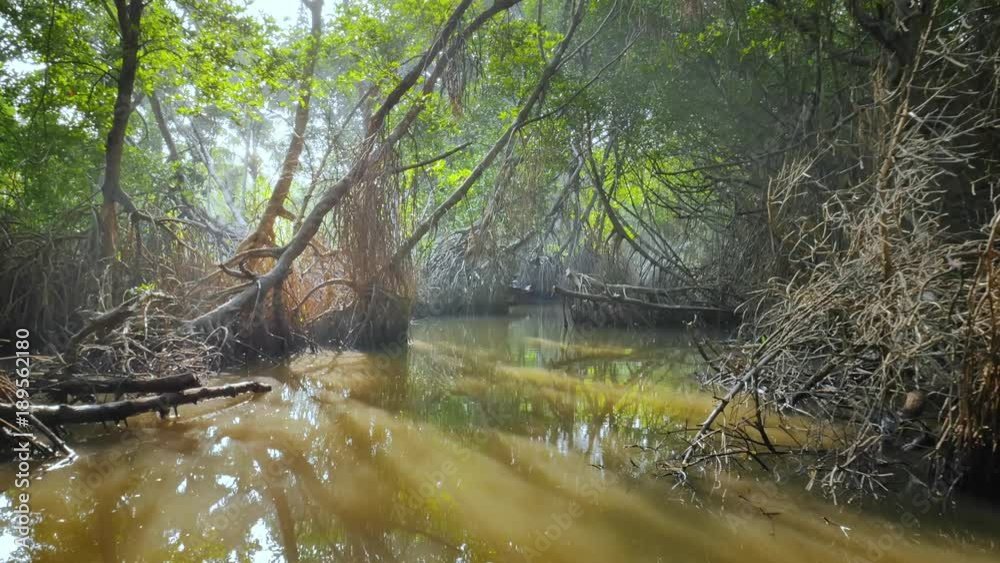Camera moves through flooded mangrove forest in Sri Lanka. Sunlight shines from canopy Camera moves through flooded mangrove forest in Sri Lanka. Sunlight shines from canopy