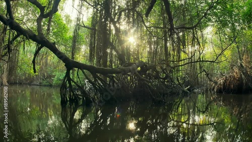 Sun light twinkles between tree silhouettes and reflecting on calm water. Amazing nature beautiful landscape of dense vegetation in evergreen jungle forest with mangroves growing on tranquil river photo