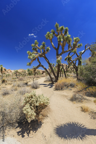 Landscape in Joshua Tree National Park