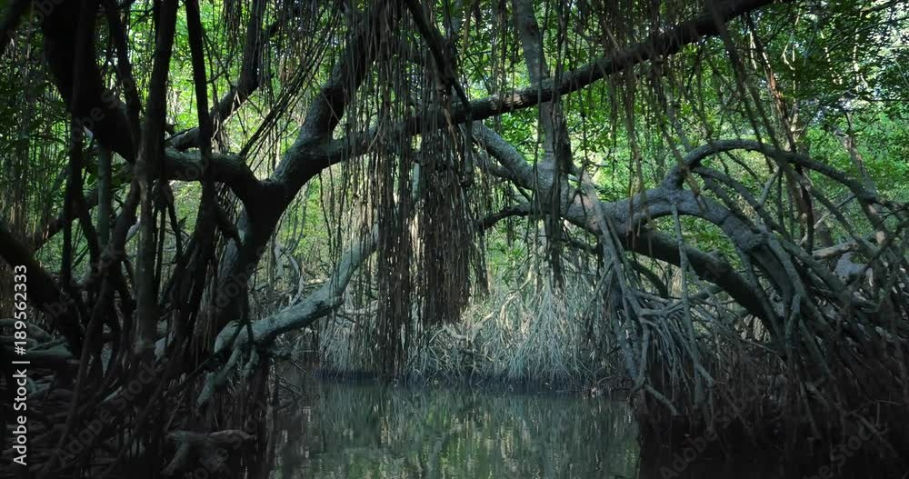 Saline swamp with mangrove plants flooded by tide growing in natural ecosystem of tropical forest near coast of Sri Lanka. Large old trees with bent and twisted roots hanging from above grow on sides