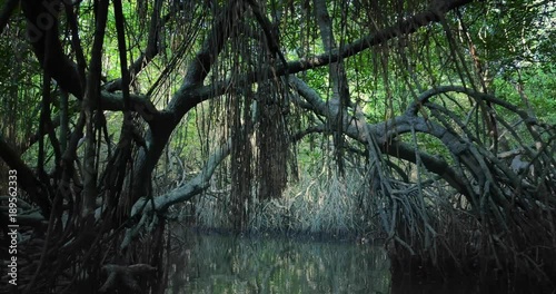 Saline swamp with mangrove plants flooded by tide growing in natural ecosystem of tropical forest near coast of Sri Lanka. Large old trees with bent and twisted roots hanging from above grow on sides photo