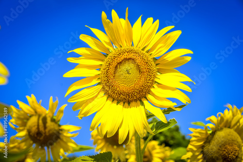 close up sunflowers with blue sky background