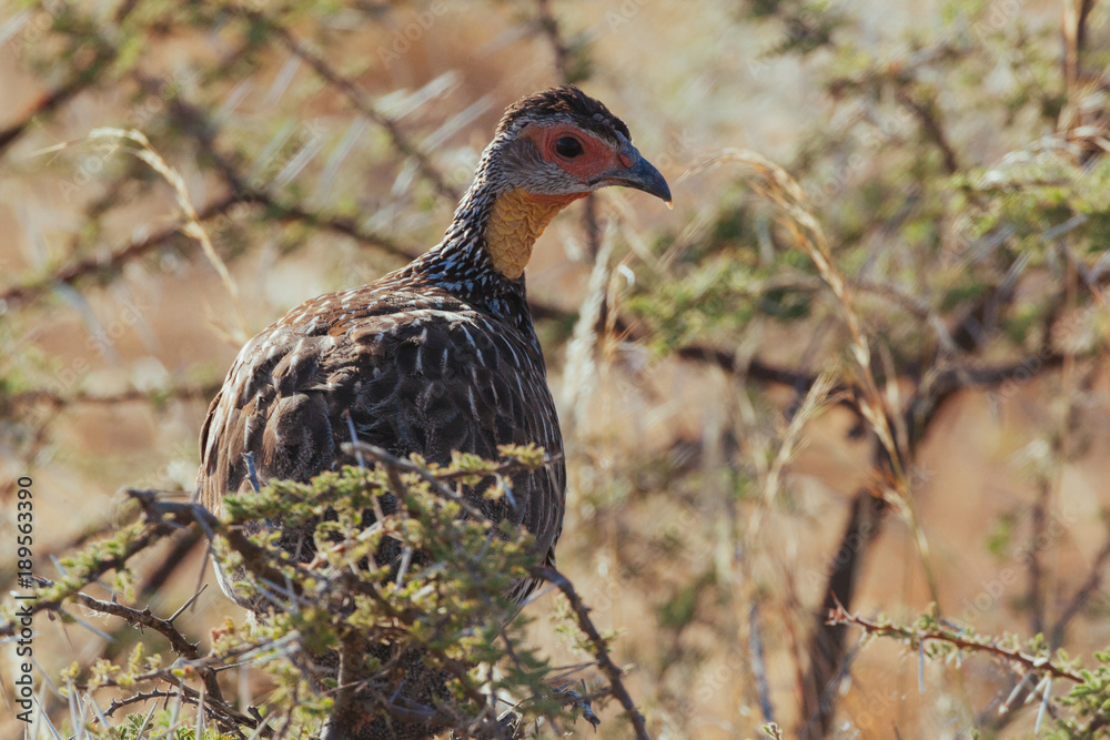 Fototapeta premium Wild bird in Africa 