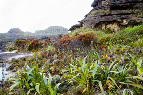 Stegolepis Guianensis Plants - Roraima - Venezuela photo