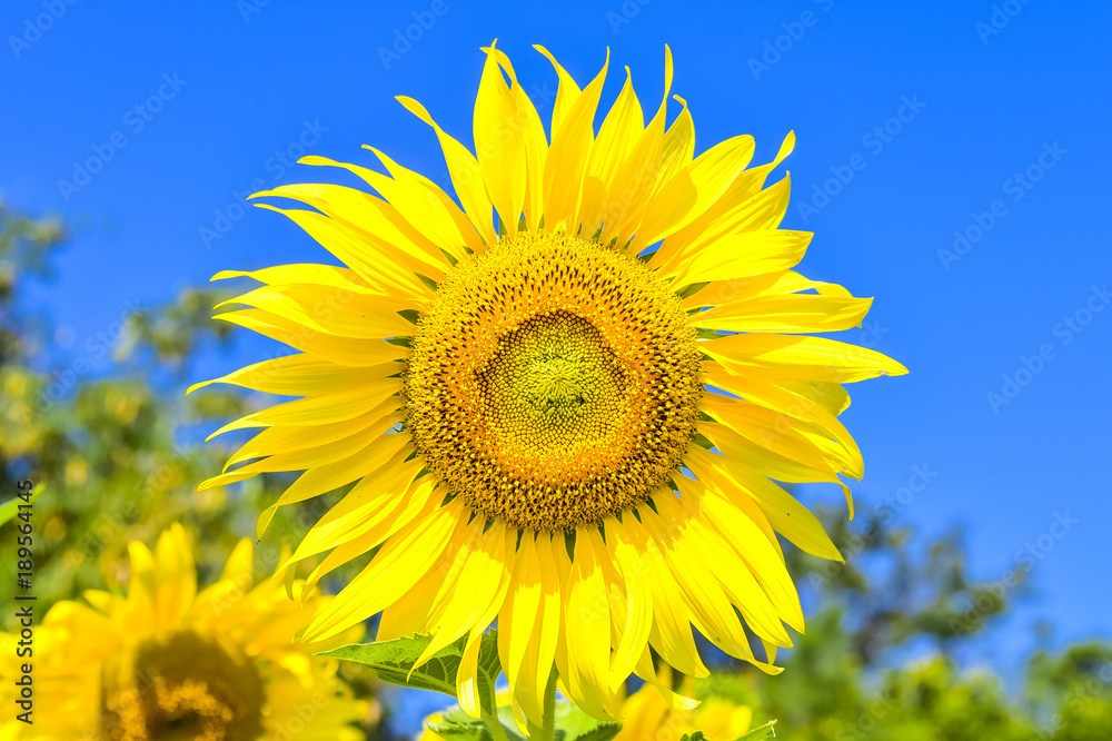 Close up sunflowers with blue sky background Close up sunflowers with blue sky background
