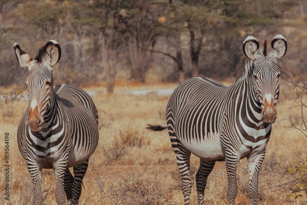 Obraz premium Zebra in Nature 