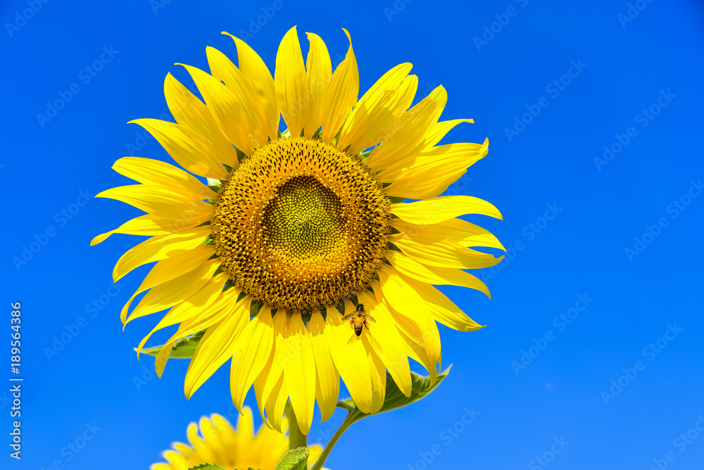 Close up sunflowers with blue sky background Close up sunflowers with blue sky background
