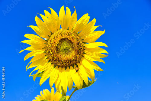 Close up sunflowers  with blue sky background