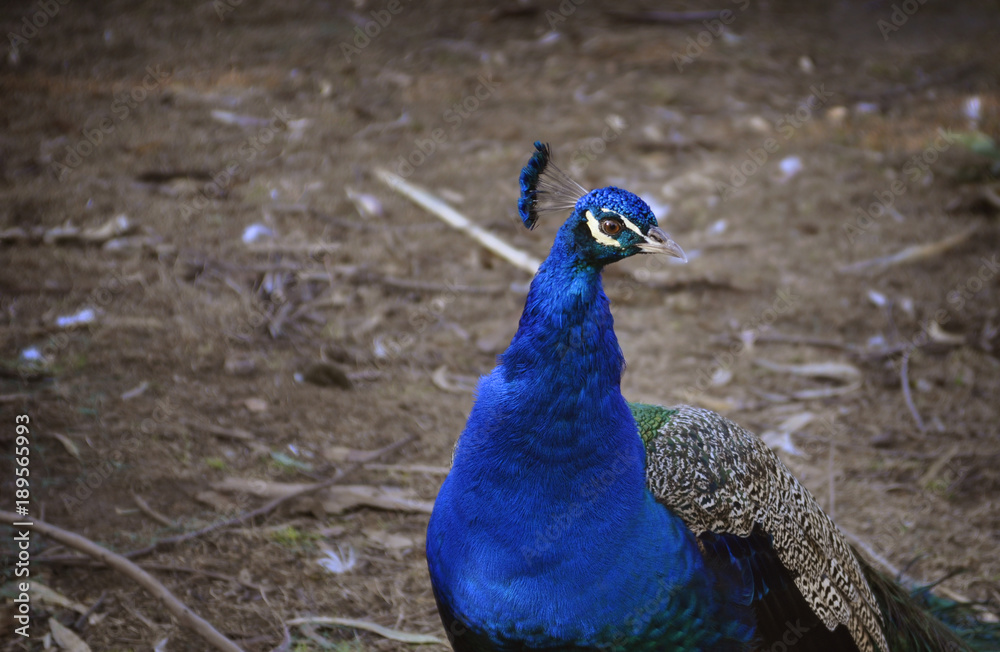 Fototapeta premium Peacock