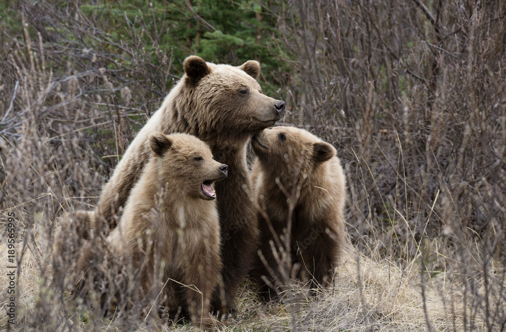 Fototapeta premium Grizzly mit Jungen wildlife
