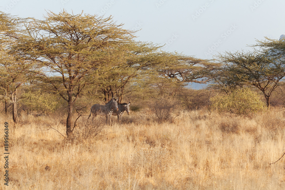 Zebra in Nature Zebra in Nature