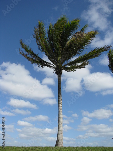 A single Fl Palm tree 