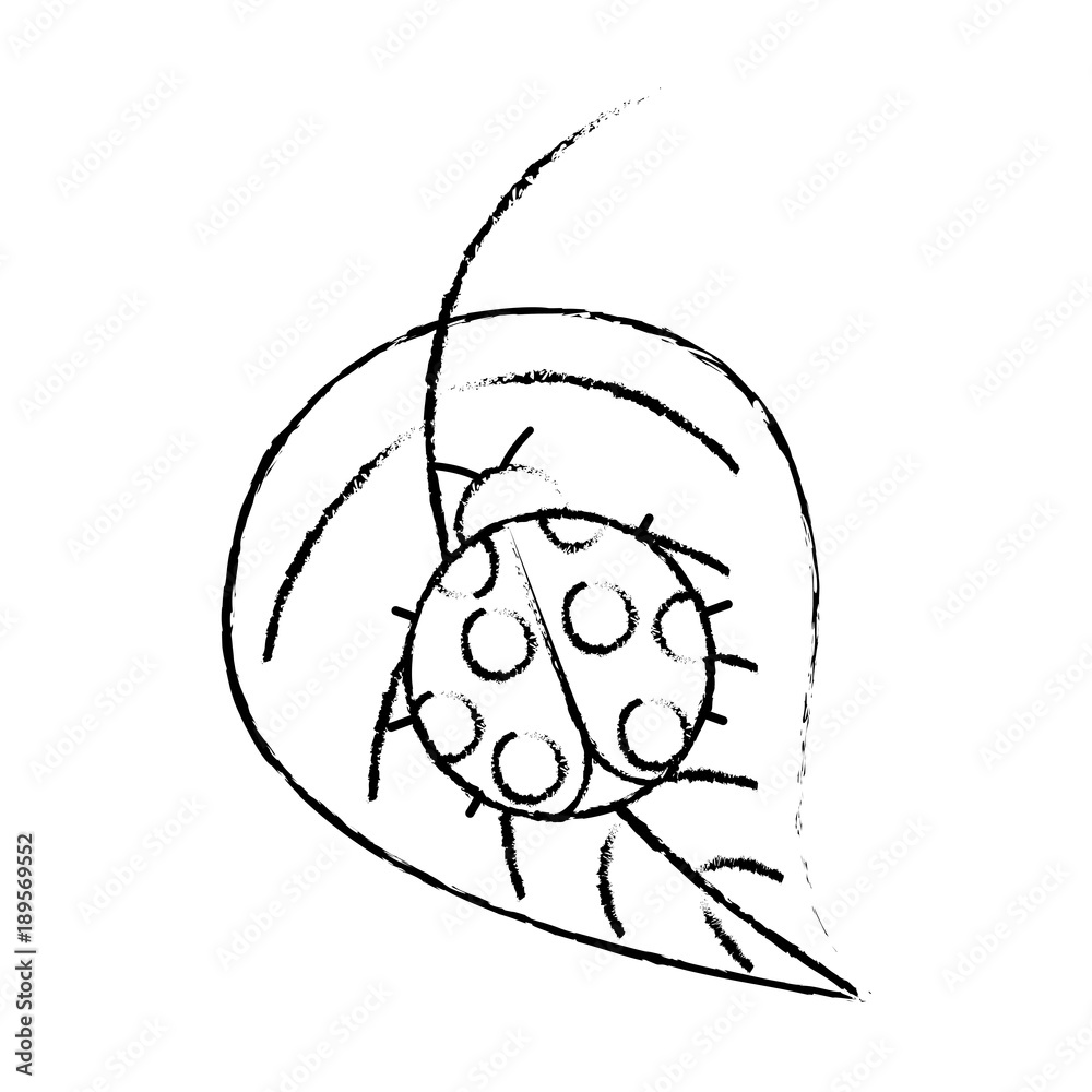 ladybug on leaf spring time vector illustration sketch design ladybug on leaf spring time vector illustration sketch design