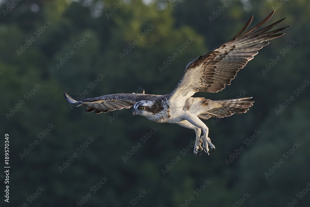 Fototapeta premium Osprey (Pandion haliaetus)