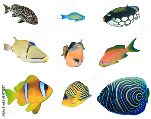 Reef fish of Indian and Pacific Oceans and Red Sea. Tropical fish isolated on white background